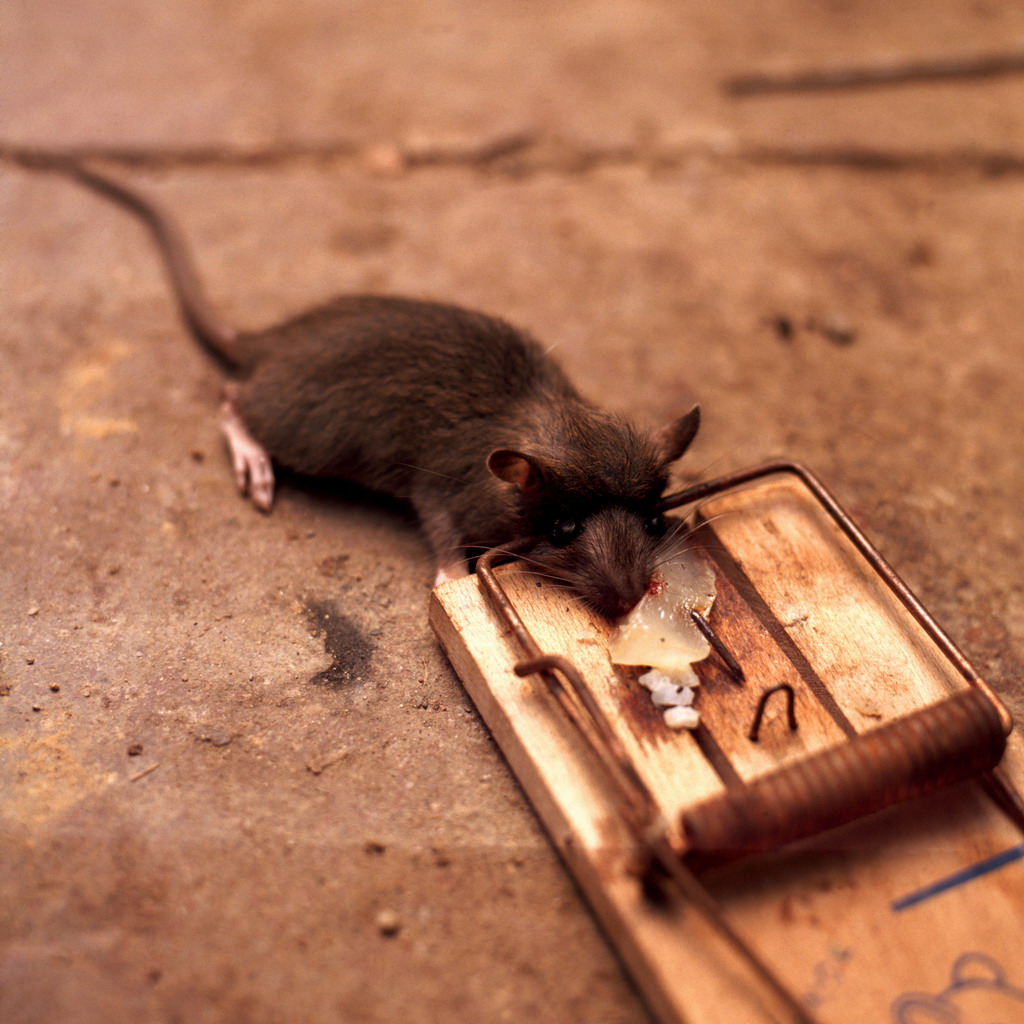 老鼠进入家里的途径有哪些?为什么一定要灭老鼠?-上海帮庭环境科技有限公司
